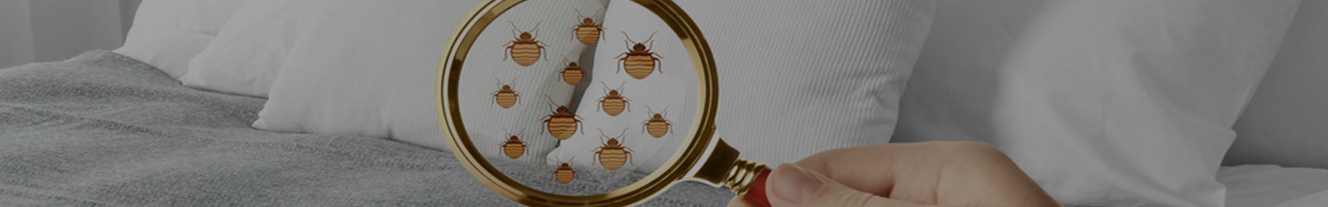 carpet cleaning in the Bronx, carpet cleaning in the Bronx, carpet cleaning the Bronx, carpet cleaners in the Bronx, carpet cleaners in the Bronx, commercial carpet cleaning, commercial carpet cleaning in the Bronx, the Bronx rug cleaners, rug cleaning services in the Bronx, same day carpet cleaning, same day rug cleaning